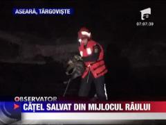 Catel salvat din mijlocul raului Ialomita