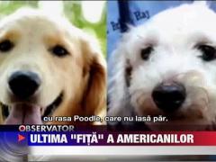 Cainii hibrid, ultima fita din SUA