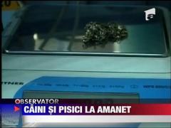 Caini si pisici la amanet
