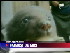 Doi pui de urs brun simpatici