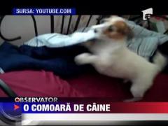 O comoara de caine