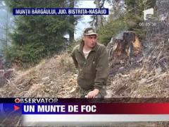 Zeci de hectare de padure facute scrum in Bistrita Nasaud