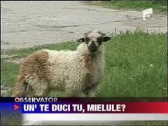 Un miel "evadat" a incurcat traficul din Timisoara