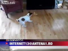 Cainele alergat de bobocul de rata