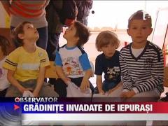 Gradinitele, invadate de iepurasi