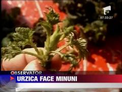 Urzica face minuni pentru organism