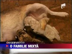O catelusa a adoptat doi pui de tigru bengalez