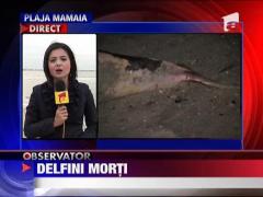 Doi delfini morti pe plajele din Constanta