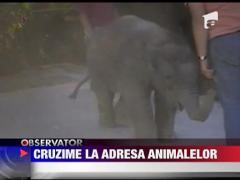 Cruzime la adresa animalelor