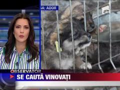 Se cauta vinovati in cazul cainilor morti la Botosani