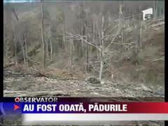 Dezastrul in padurea din Timis