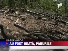 Un om de afaceri din Timis taie copaci de unde vrea el
