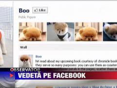 Boo, cel mai simpatic catel din lume!