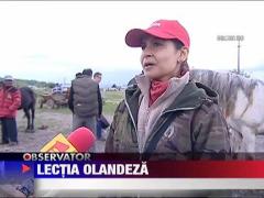 Cai din Romania potcoviti de olandezi