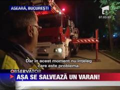 Reptila capturata in parcul National