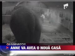 Femela elefant torturata de un roman va avea o casa noua