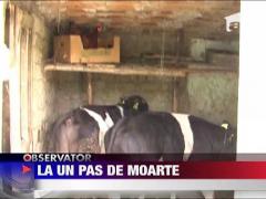 Copil intoxicat, la un pas de moarte