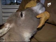 Cel mai urecheat puscas marin