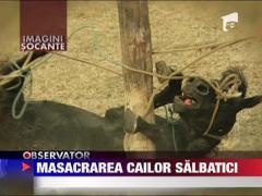 70 de cai salbatici masacrati la ordinul autoritatilor din Tulcea