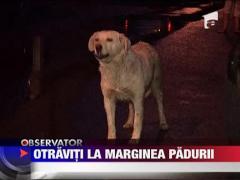 Caini omorati prin otravire