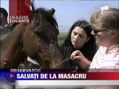 Observator de weekend