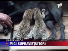 Supravietuire miraculoasa
