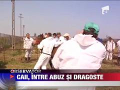 Caii de la Letea, intre abuz si dragoste