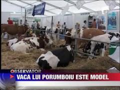 Adrian Porumboiu are vaci Miss