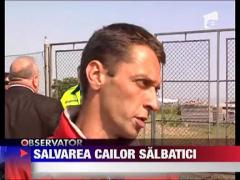 Caii de la Letea sunt in siguranta