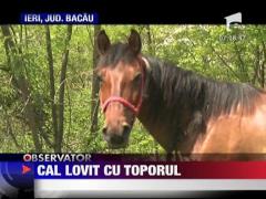 Cal lovit cu toporul de cinci ori de suparare
