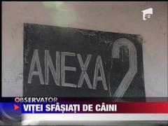 Trei vitei din Brasov au fost sfasiati de caini