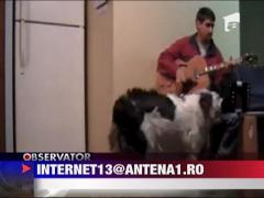 Un caine isi acompaniaza stapanul la acordeon