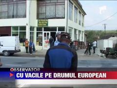 Vacile din Caras Severin au blocat DN 70