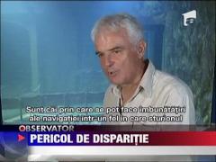 Sturionii, pe cale de disparitie