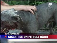 Un pitbull ranit a ingrozit un cartier intreg