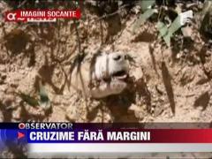 Un caine a supravietuit dupa ce a fost impuscat de 40 de ori si ingropat de viu