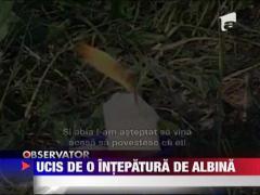 Ucis de o intepatura de albina