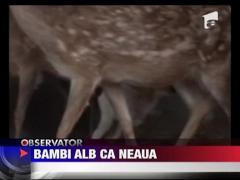 Un pui de caprioara alb ca neaua face senzatie in China