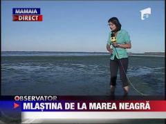 Mlastina de la Marea Neagra