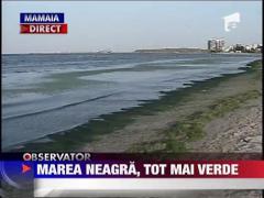 Marea Neagra, plina de alge