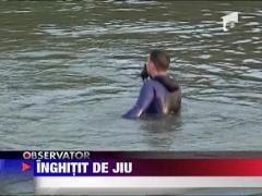 Inghitit de apele Jiului