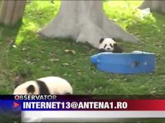 Ursi panda jucausi