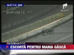 Escorta pentru mama gasca