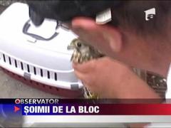 Soimii, vecinii de la bloc