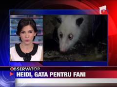 Heidi, gata pentru fani