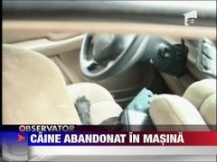 Caine abandonat in masina