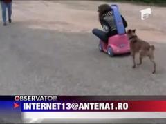 Caine care isi plimba stapana