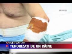 Un ciobanesc carpatin face ravagii intr-o comuna din Bistrita-Nasaud