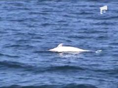 Observator 13 weekend