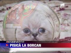 Doua pisici au devenit celebre dupa ce si-au descoperit pasiunea pentru borcane